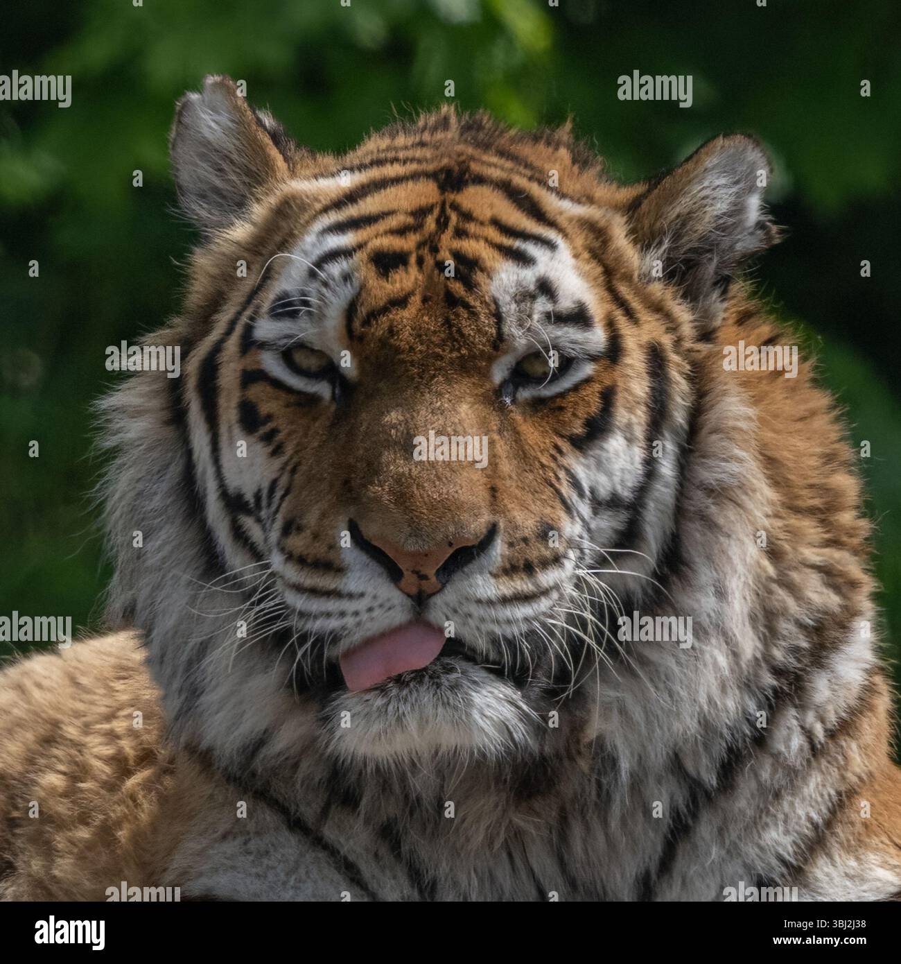 Tigre dell'Amur Foto Stock