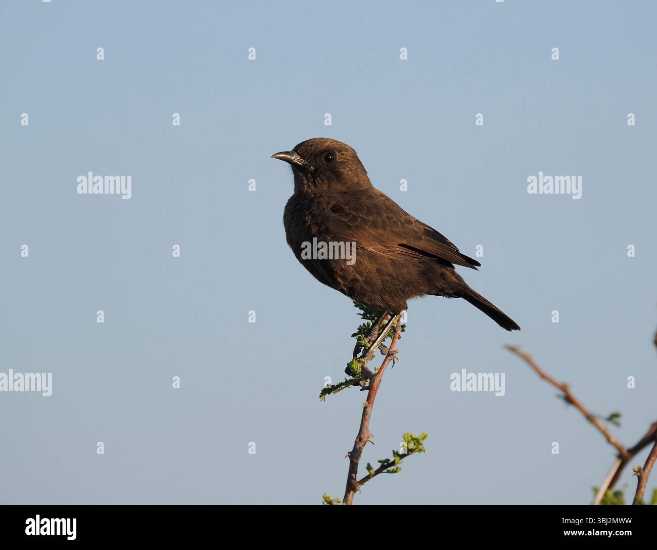 La chiacchierata di formiche si trova nelle aree più aride del Botswana ed è una specie endemica dell'Africa meridionale. Si nutre di insetti che scopre dai posatoi Foto Stock