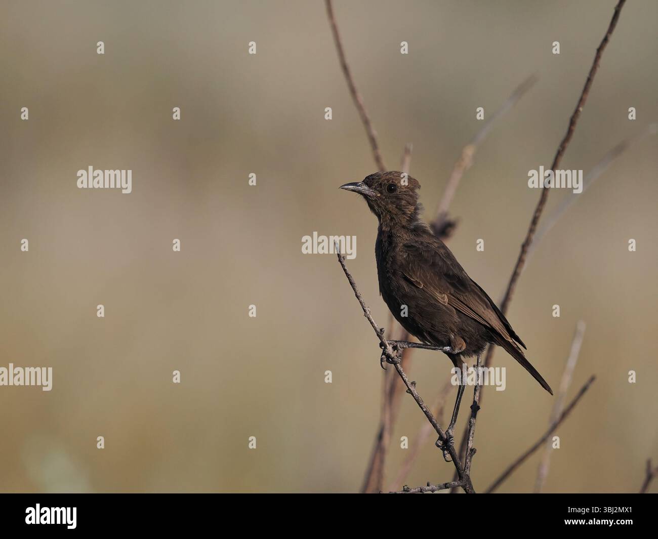 La chiacchierata di formiche si trova nelle aree più aride del Botswana ed è una specie endemica dell'Africa meridionale. Si nutre di insetti che scopre dai posatoi Foto Stock