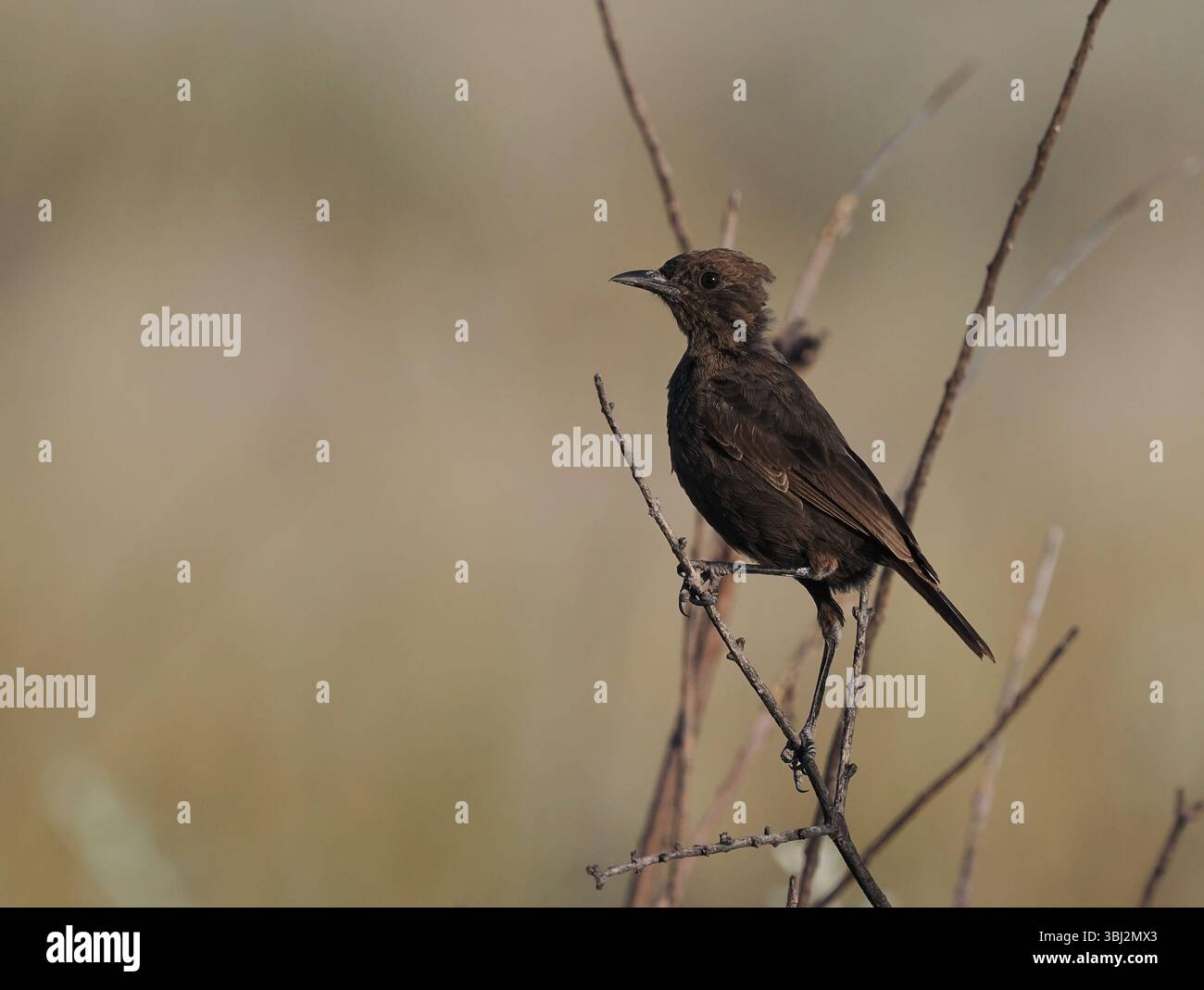 La chiacchierata di formiche si trova nelle aree più aride del Botswana ed è una specie endemica dell'Africa meridionale. Si nutre di insetti che scopre dai posatoi Foto Stock