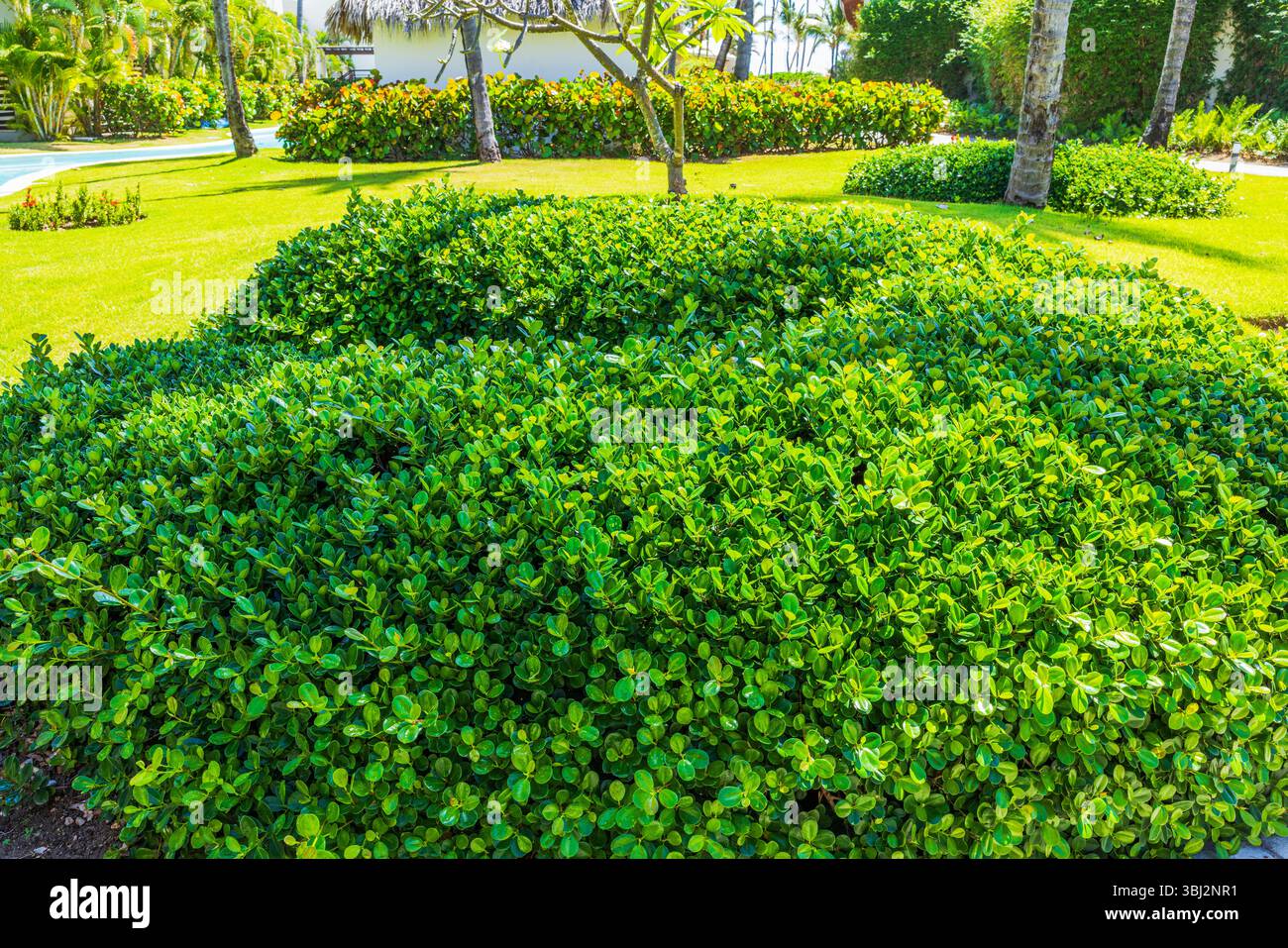 Arbusti ornamentali verdi luminosi che crescono in un hotel con giardino tropicale con palme sotto un cielo azzurro. Repubblica Dominicana. Punta Cana. Foto Stock