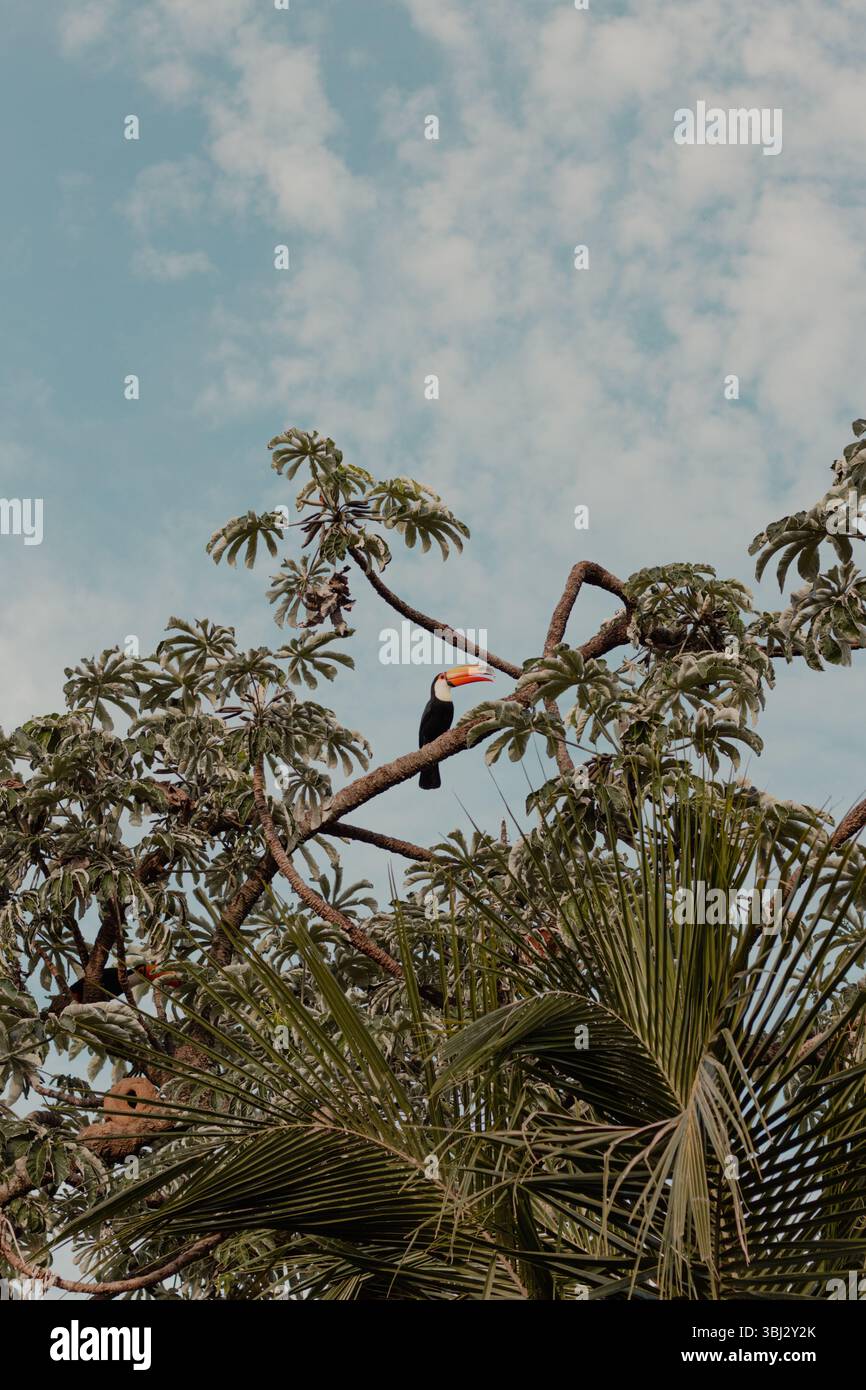 Toucan appollaiato su un ramo in un albero Foto Stock