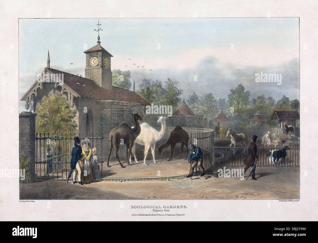 Litografia colorata a mano del giardino zoologico Regents Park London 1835 di George Johann Scharf arte antica stampa storica vintage Foto Stock