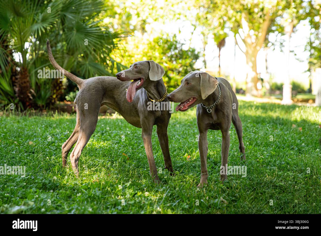 Una famiglia di cani Weimaraner a fare una passeggiata nel parco. Bellissimi cani Foto Stock