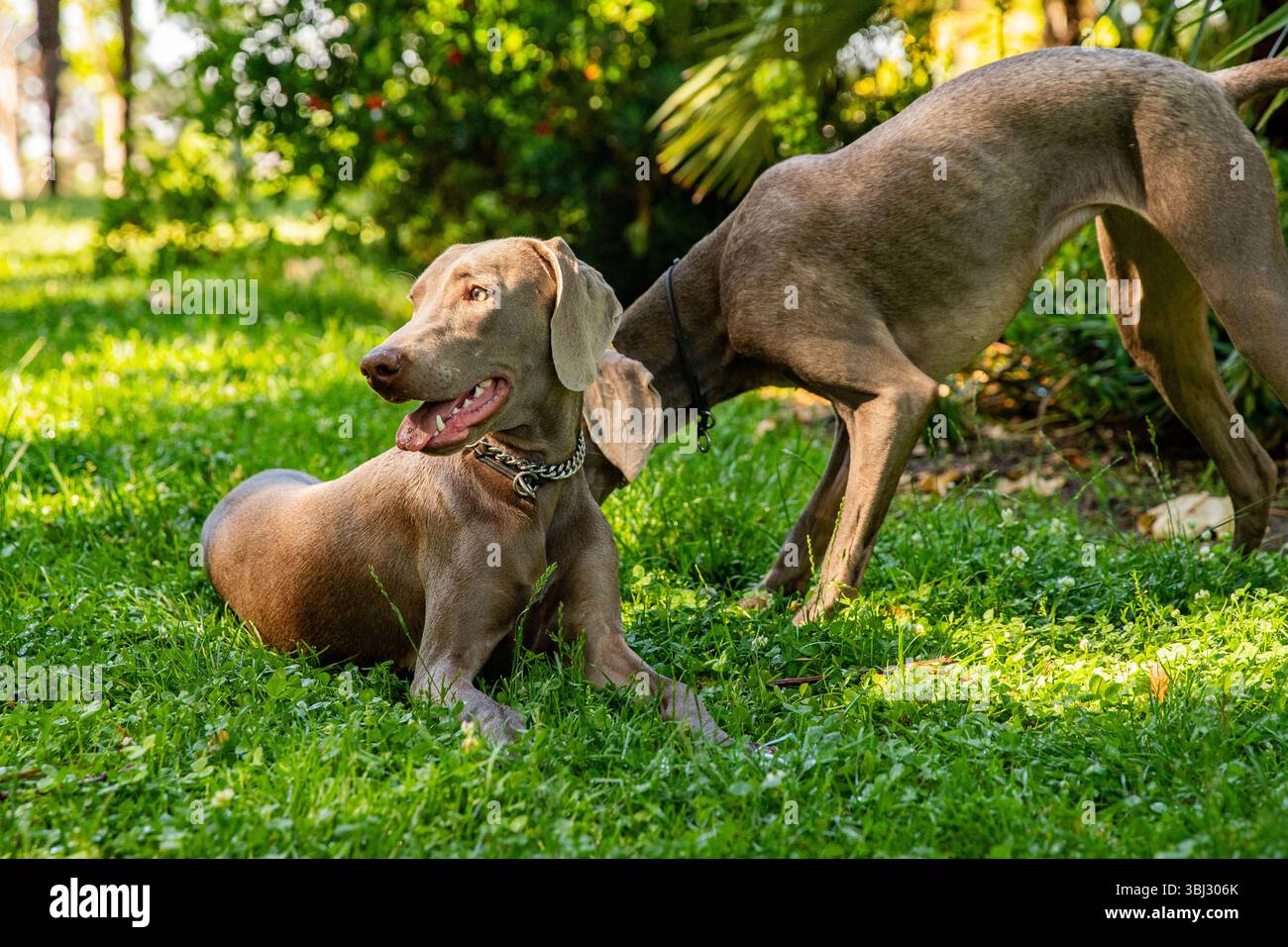 Cani Weimaraner felici con lingue fuori nel parco verde Foto Stock