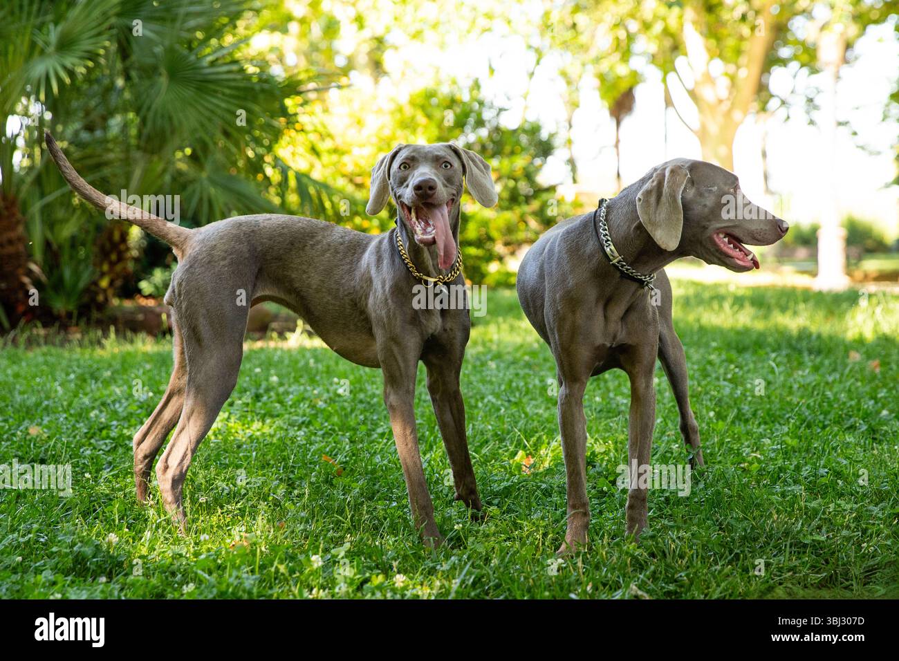 Due cani Weimaraner in piedi sull'erba nel parco Foto Stock