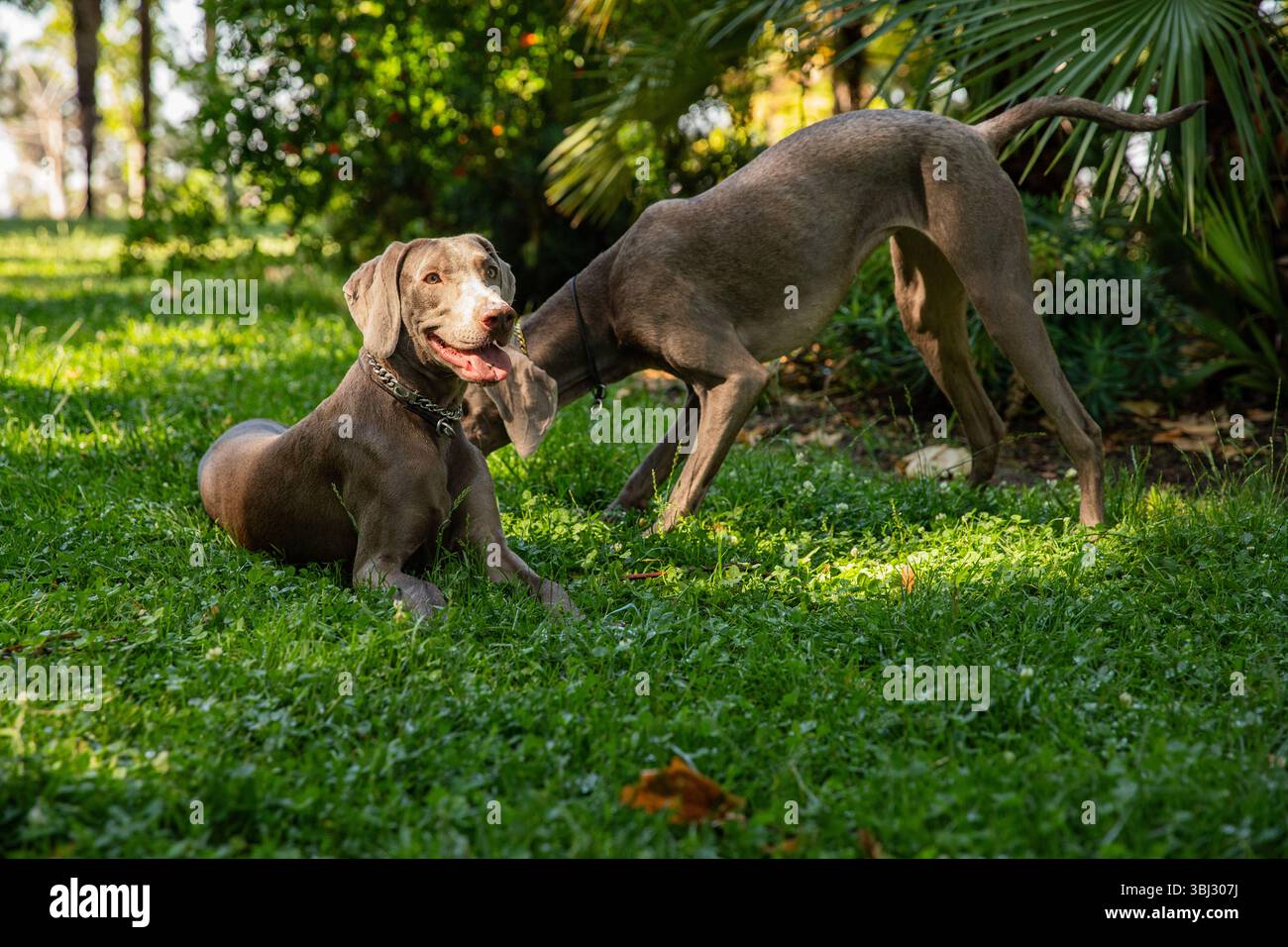 Cani Weimaraner all'aperto in una giornata estiva di sole Foto Stock