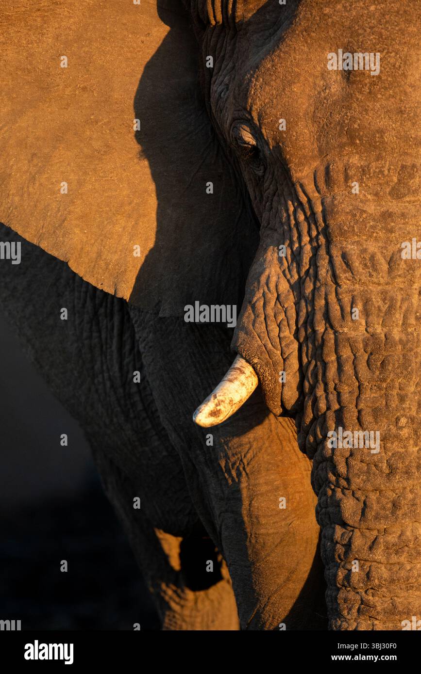 Un primo piano di un vecchio elefante del deserto di toro rugoso nel Parco Nazionale di Etosha, vicino a Namoutini, Namibia. Foto Stock
