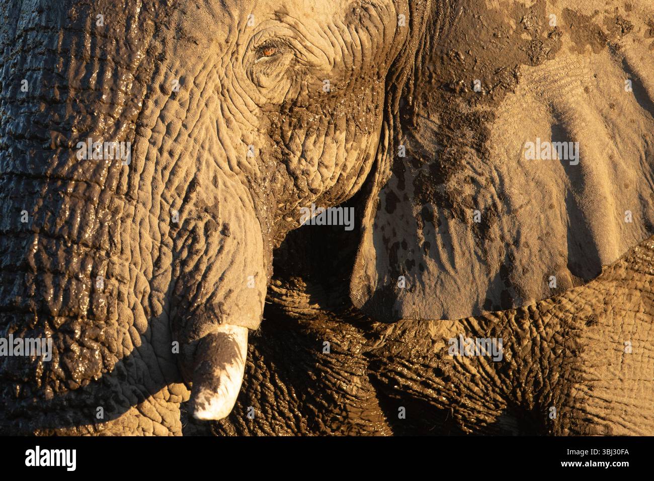 Un primo piano di un vecchio elefante del deserto di toro rugoso nel Parco Nazionale di Etosha, vicino a Namoutini, Namibia. Foto Stock