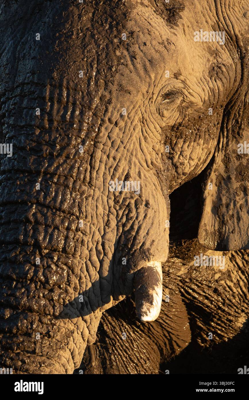 Un primo piano di un vecchio elefante del deserto di toro rugoso nel Parco Nazionale di Etosha, vicino a Namoutini, Namibia. Foto Stock
