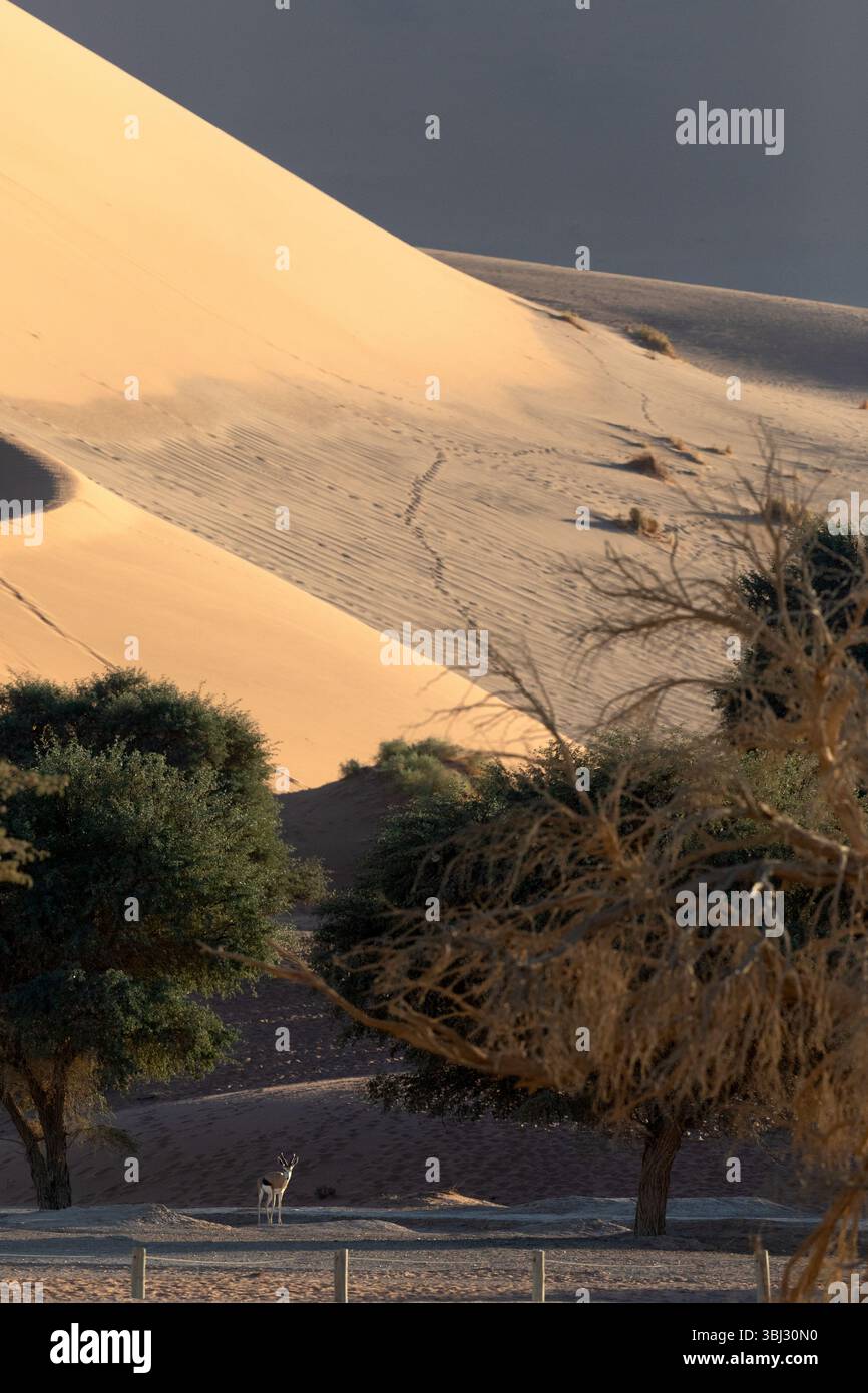 Uno springbok solitario che si riscalda alla luce del mattino a Sossusvlei, Namib Naukluft National Park, Namibia. Foto Stock