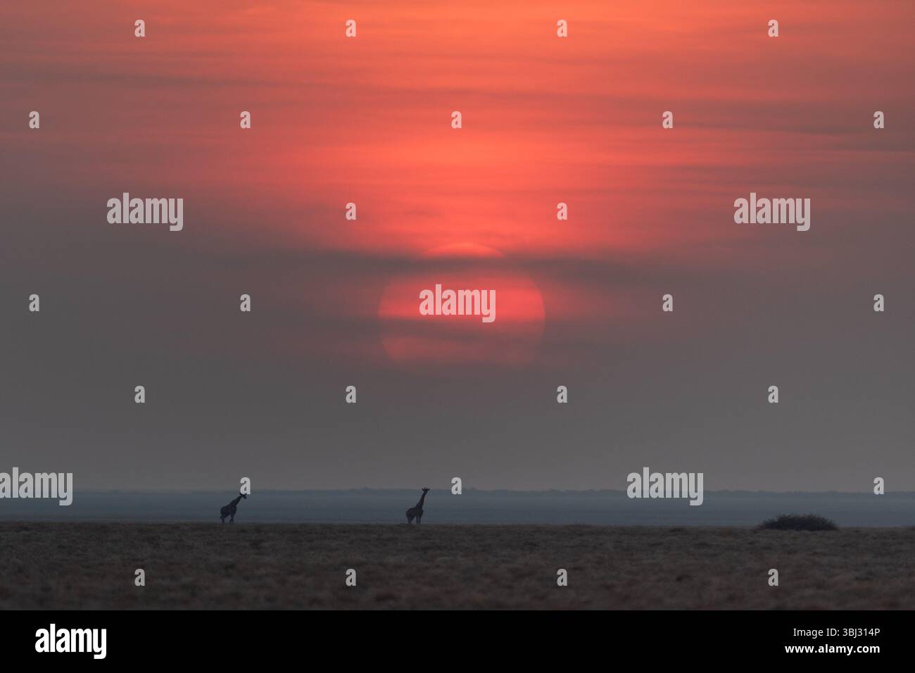 Un tramonto luminoso si erge su due giraffe a Okaukeujo, nel Parco Nazionale di Etosha, in Namibia. Foto Stock
