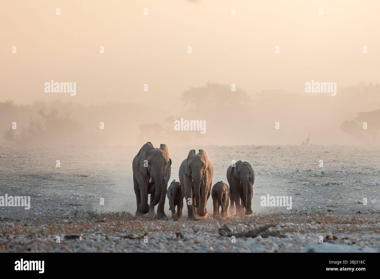 Una mandria di elefanti del deserto si dirige verso una secca e arida pozza d'acqua a Okaukeujo, nel Parco Nazionale di Etosha, in Namibia. Foto Stock
