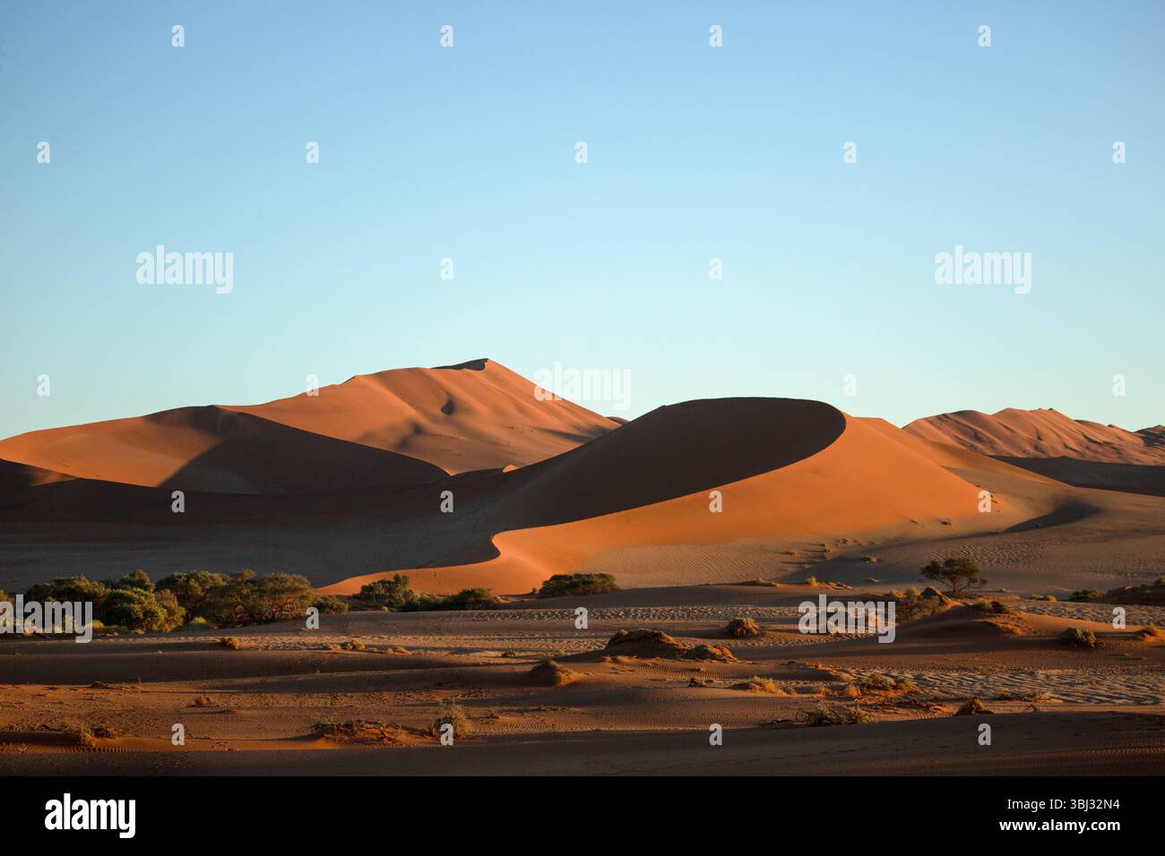 Le ampie curve delle dune di sabbia rossa di Sossusvlei sono illuminate al primo semaforo. Foto Stock
