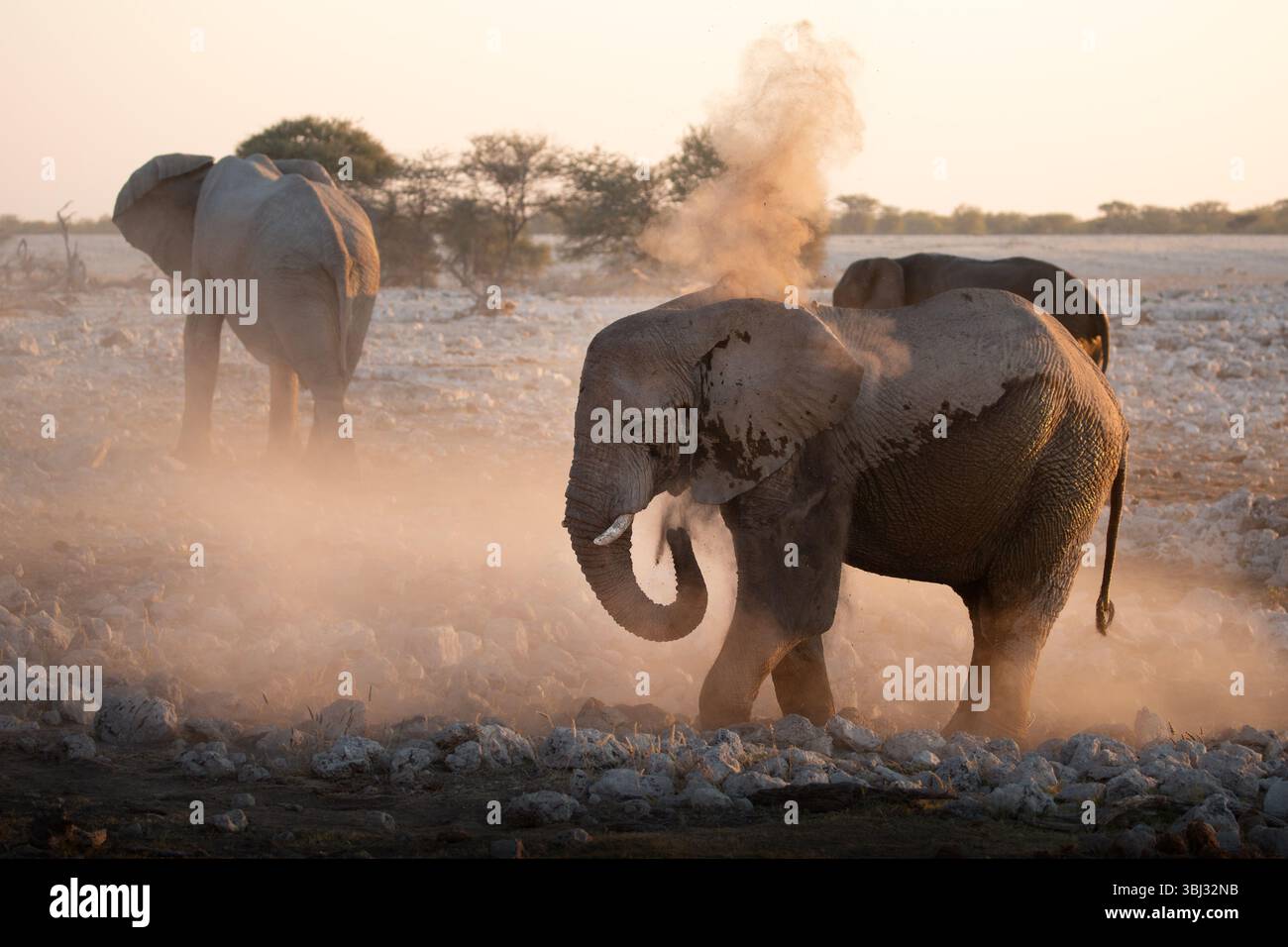 Un grande elefante del deserto di toro si bagna nella polvere durante un pomeriggio. Foto Stock