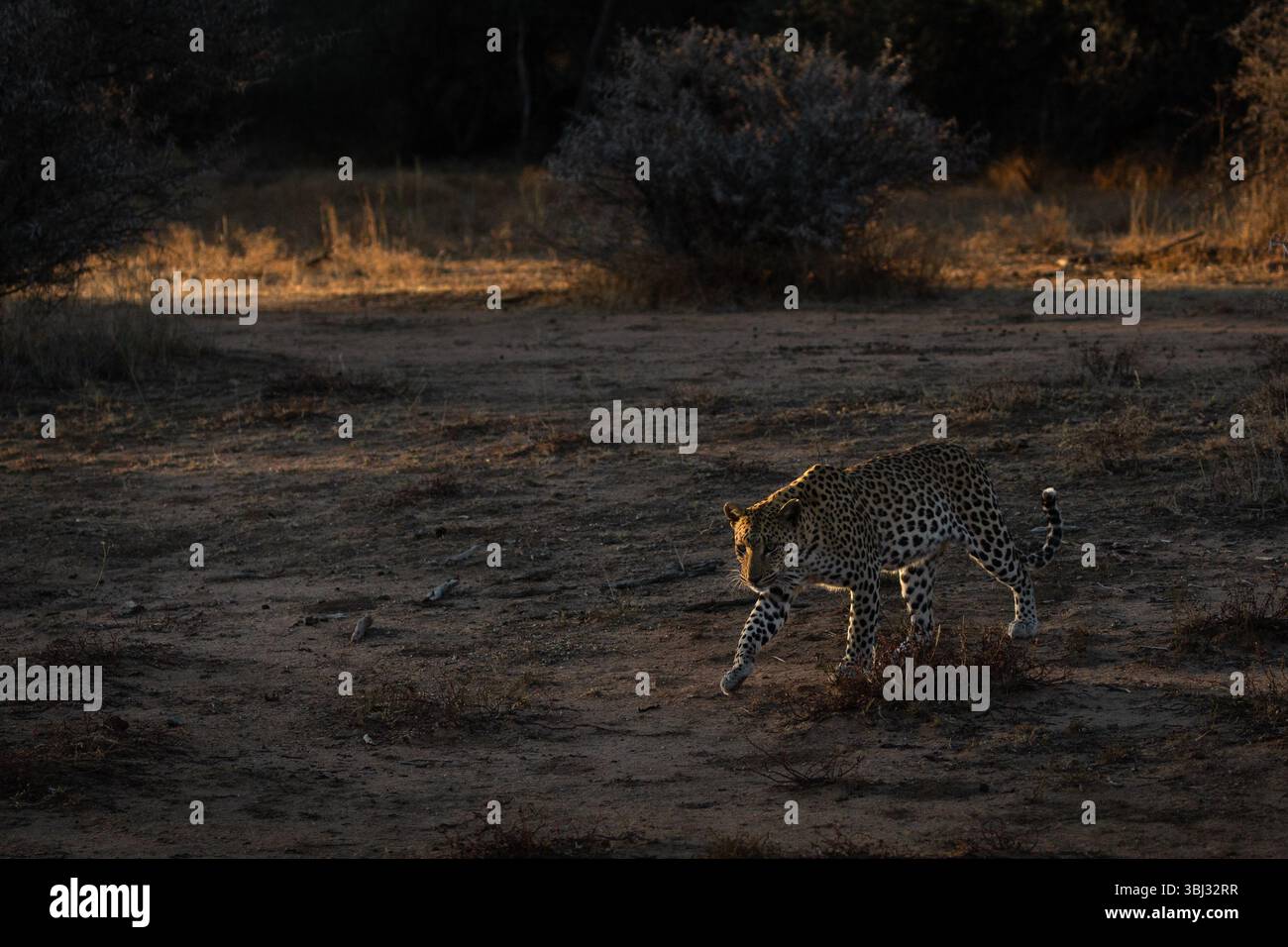 Un leopardo femminile preda alla luce del pomeriggio Foto Stock