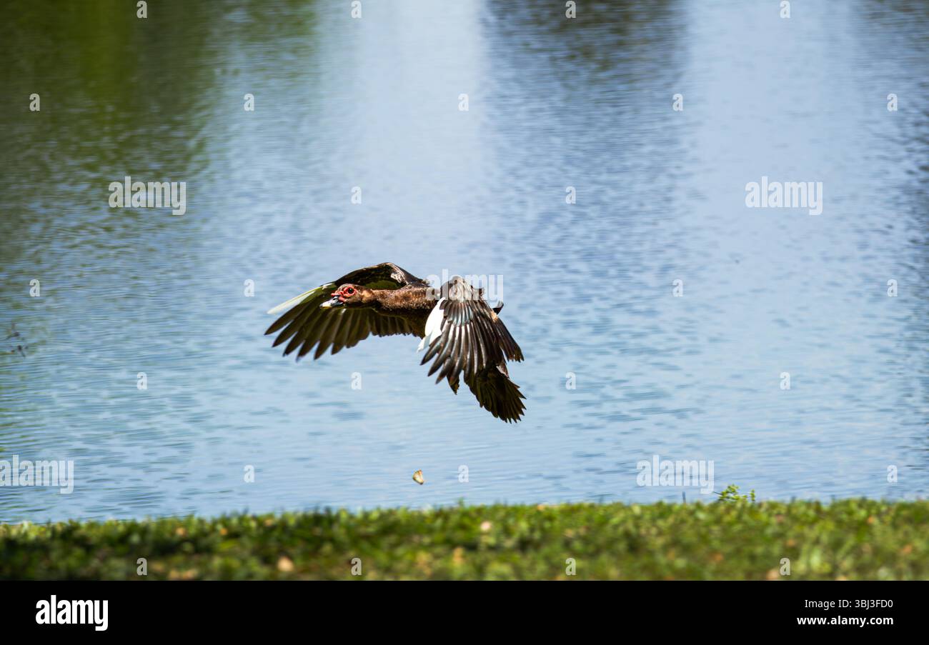 Un'anatra moscovita a metà volo. Un senso di movimento delle ali dell'anatra si trova ancora nella foto. Foto Stock