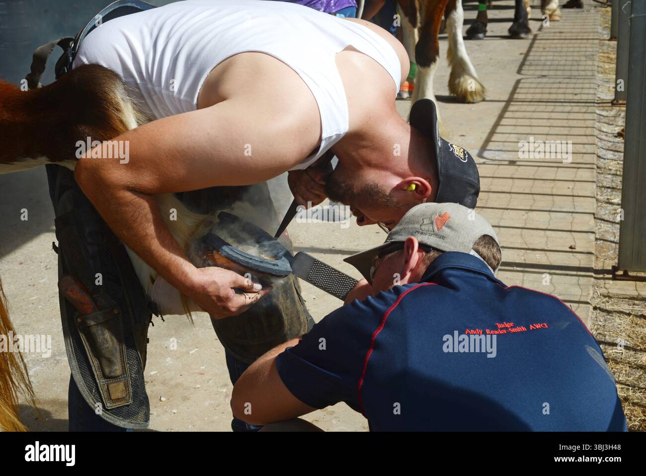 GATTON, AUSTRALIA, 2 MAGGIO 2025: I contadini non identificati testano un nuovo ferro di cavallo sullo zoccolo di un cavallo pesante. Foto Stock