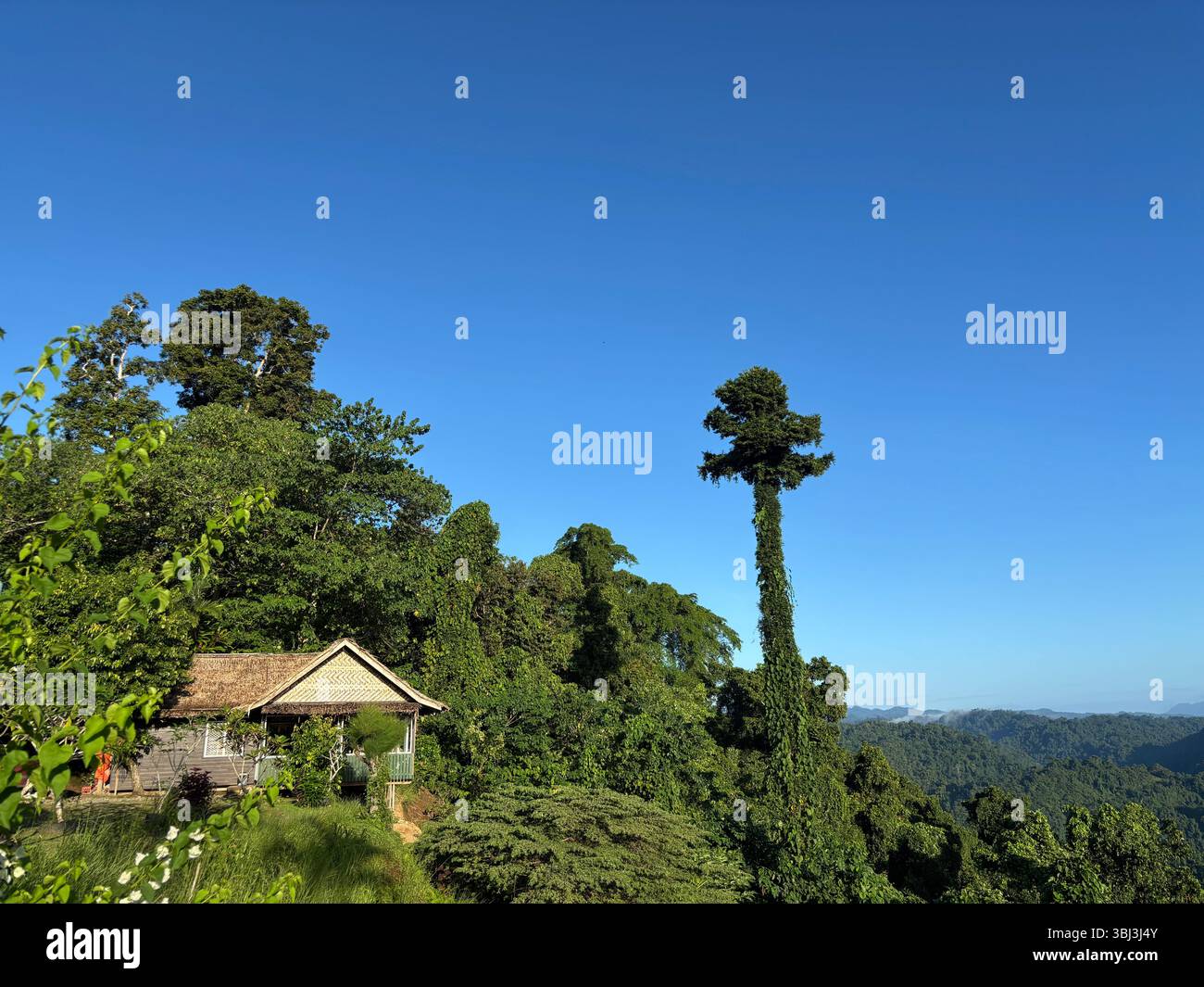 Vista della foresta pluviale intorno al Parangiju Mountain Lodge, sopra Honiara, Guadalcanal, Isole Salomone. Nessuna PR - Immagine stock catturata con smartphone