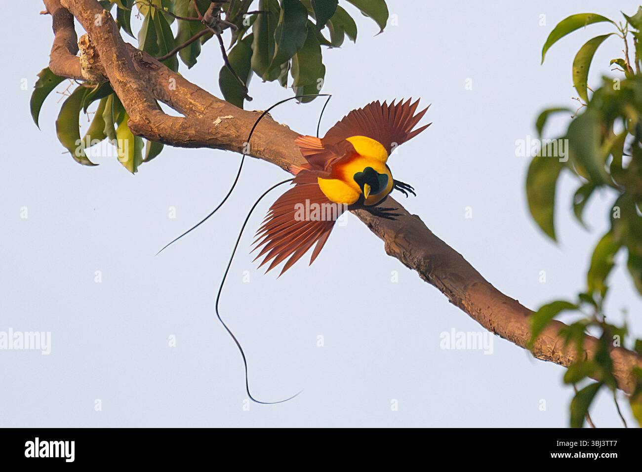 Indonesian bird immagini e fotografie stock ad alta risoluzione - Alamy