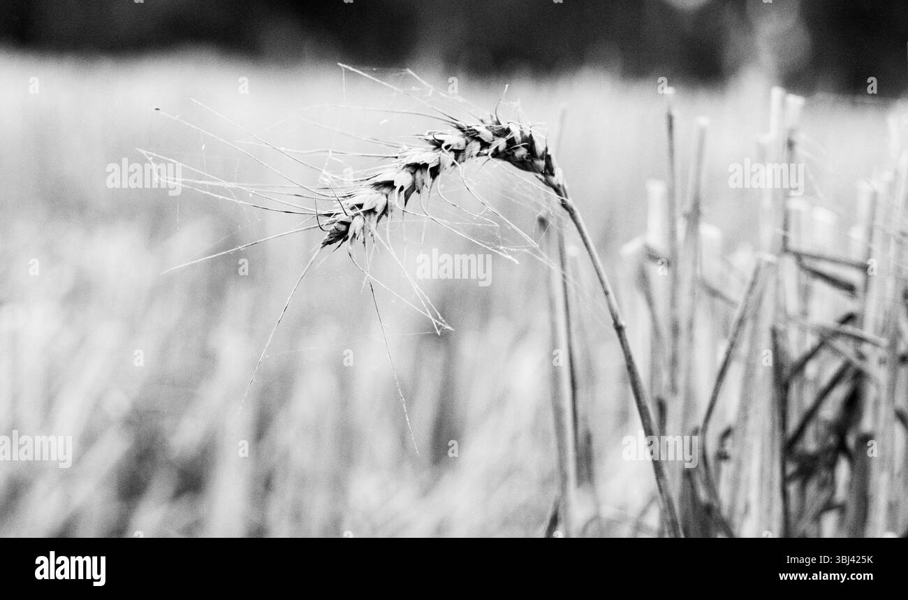 Una singola testa di frumento è alta e ben messa a fuoco contro un campo sfocato, catturando la bellezza tranquilla della stagione del raccolto. Foto Stock