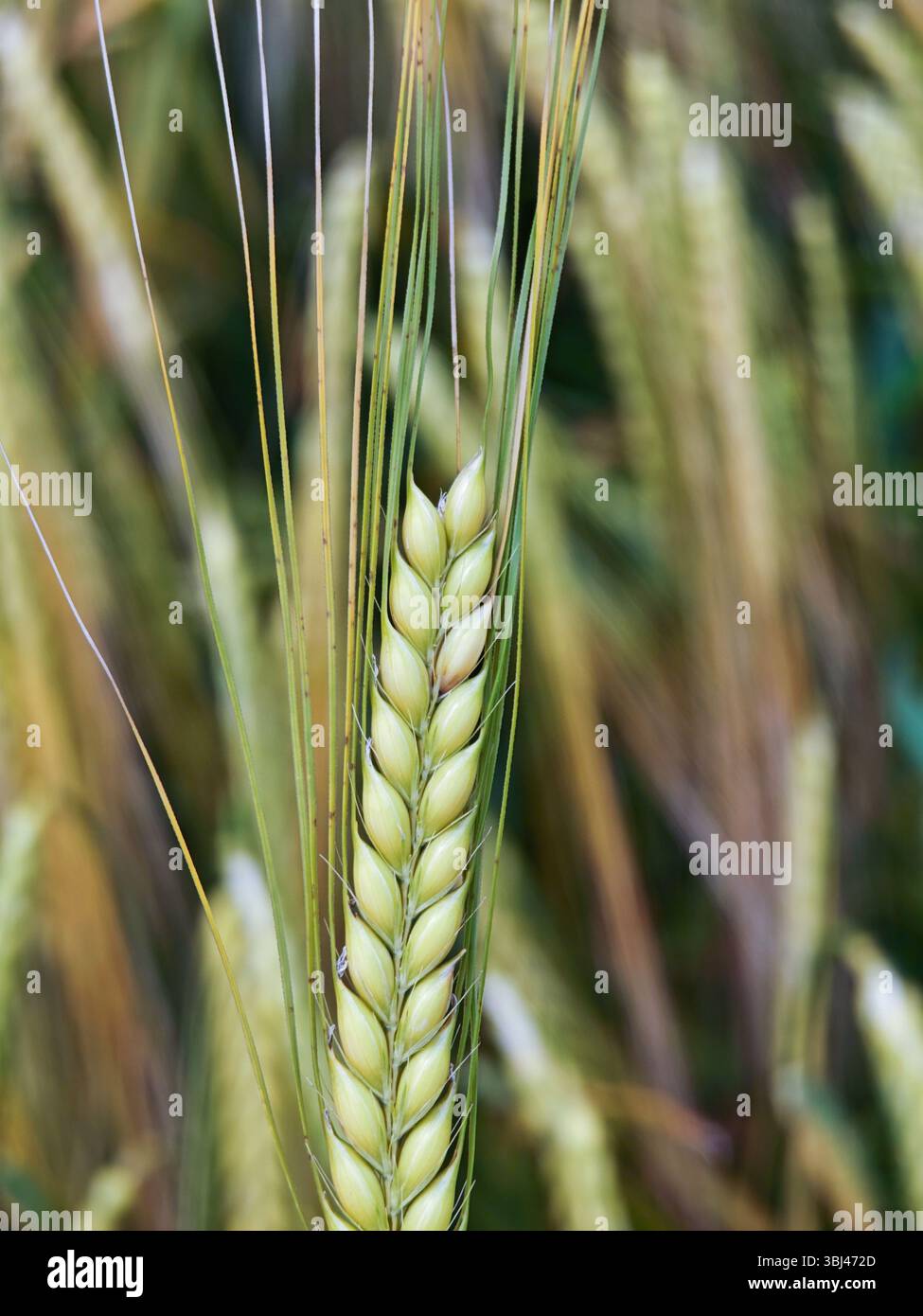 Piante di grano sano crescono in un campo sotto la luce naturale del sole durante la tarda primavera. I chicchi verdi indicano che si stanno avvicinando alla maturità per la raccolta di soo Foto Stock