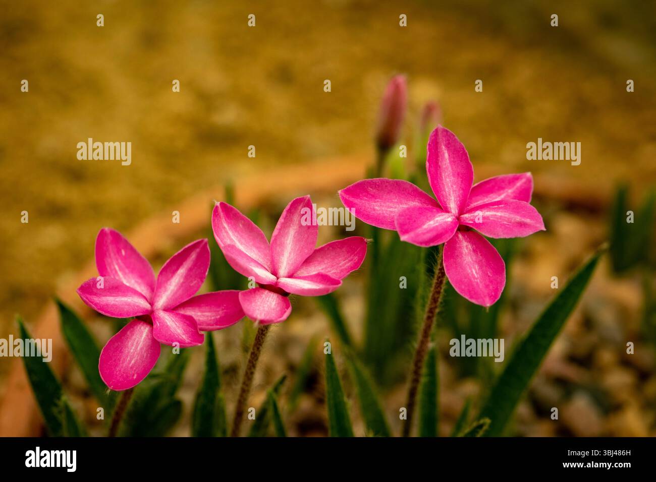 Tre allegri fiori "Candy Stripe" di Rhodohypoxis in fiore. Primo piano naturale, ritratto di piante fiorite. Sentimentale, Showy, Silky, Silky-Smooth, allure Foto Stock