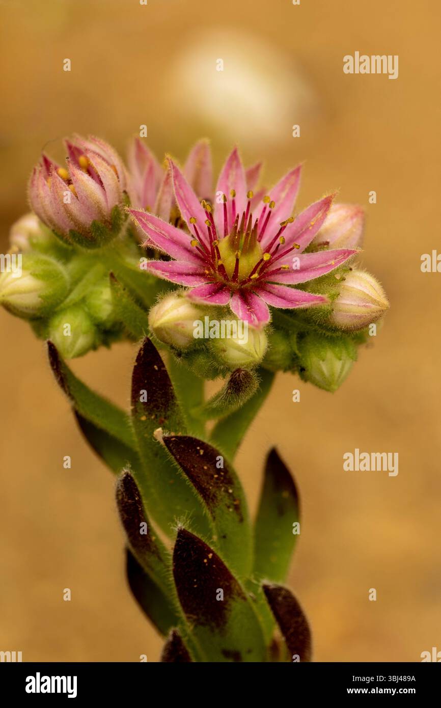 Ravvicinato naturale delle piante fiorite del glamour Sempervivum 'Compte de Congae', houseleek 'Compte de Congae'. colorazione, mistica, Foto Stock
