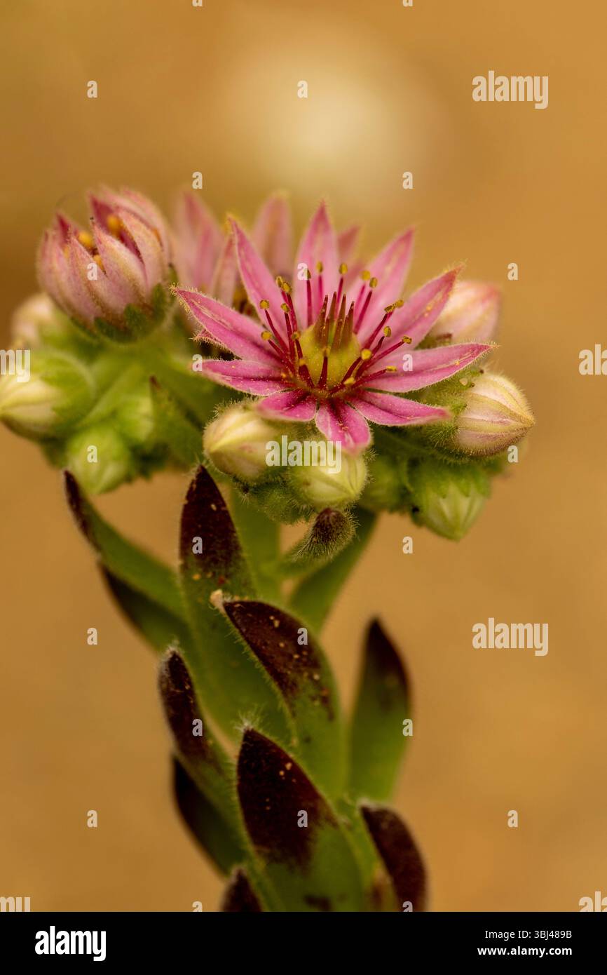 Ravvicinato naturale delle piante fiorite del glamour Sempervivum 'Compte de Congae', houseleek 'Compte de Congae'. colorazione, mistica, Foto Stock