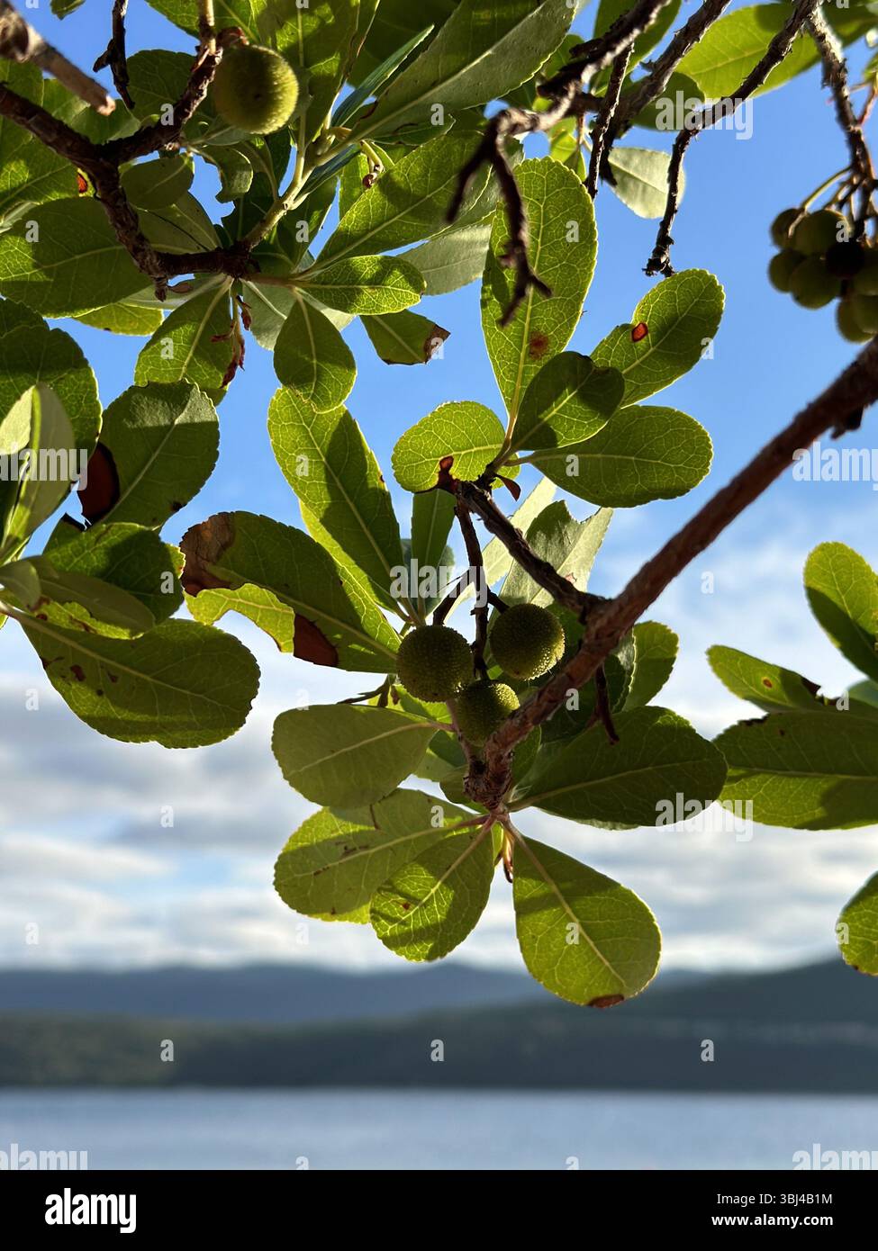 Fragole (Arbutus unedo) o corbezzolo con bacche verdi non mature sulla costa adriatica. Flora delle regioni mediterranee. Albero nazionale dell'Italia Foto Stock
