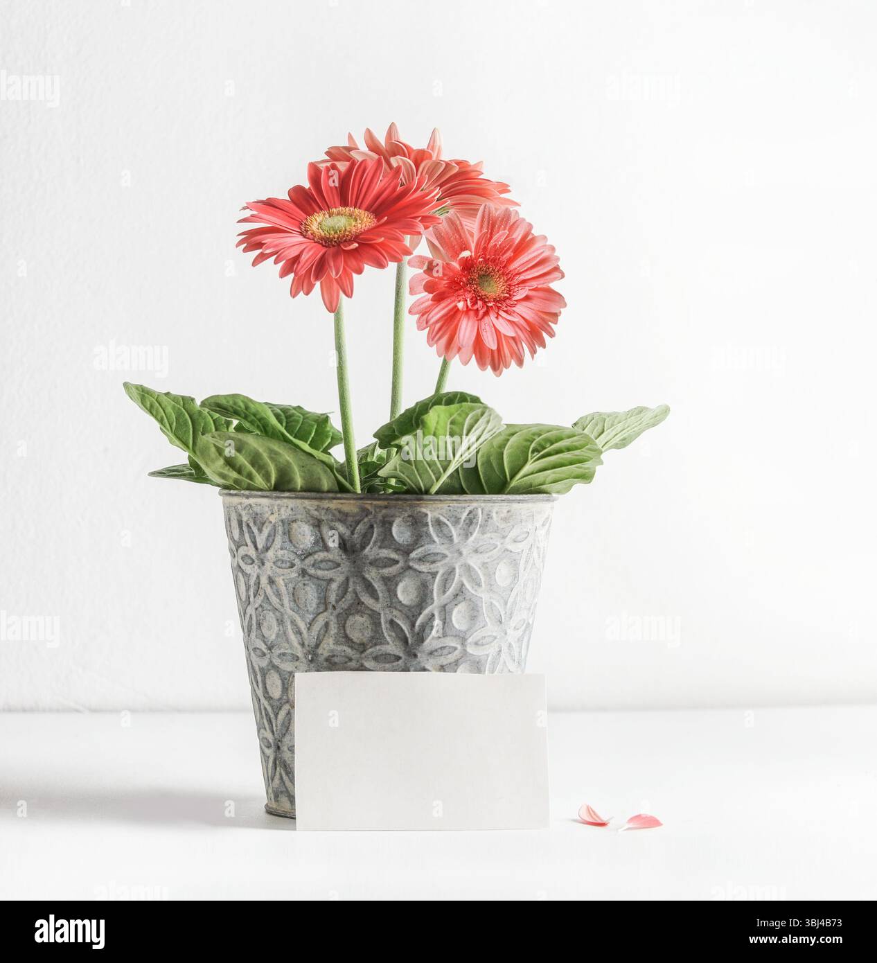 Fiore in vaso in fiore rosa con biglietto d'auguri bianco vuoto su sfondo bianco della parete. Festeggiamenti per il compleanno o la festa della mamma. Vista frontale con idromassaggio per fotocopie Foto Stock