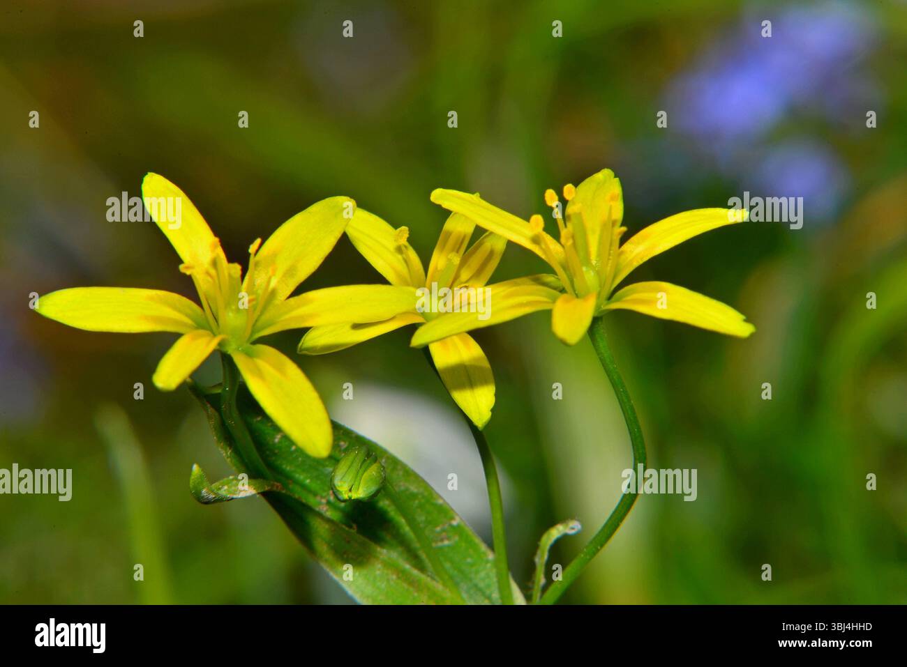 Fiori di Gagea lutea su sfondo sfocato per migliorare l'effetto della profondità di campo. La stella gialla di Betlemme Foto Stock