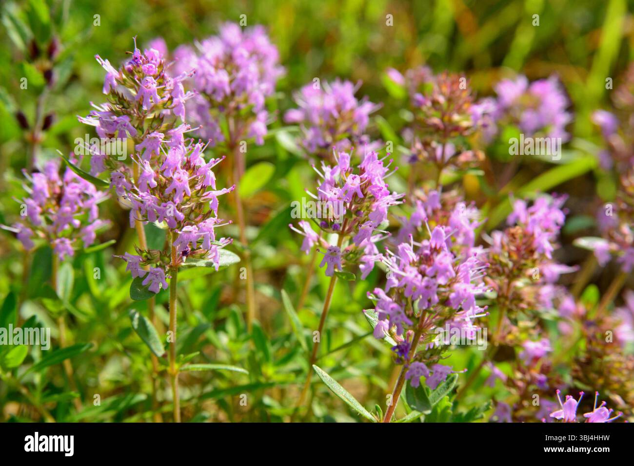 La straordinaria bellezza del timo selvatico in una giornata di sole. Il timo selvatico, Thymus serpyllum, inonda i prati e le colline della Transilvania ogni primavera Foto Stock