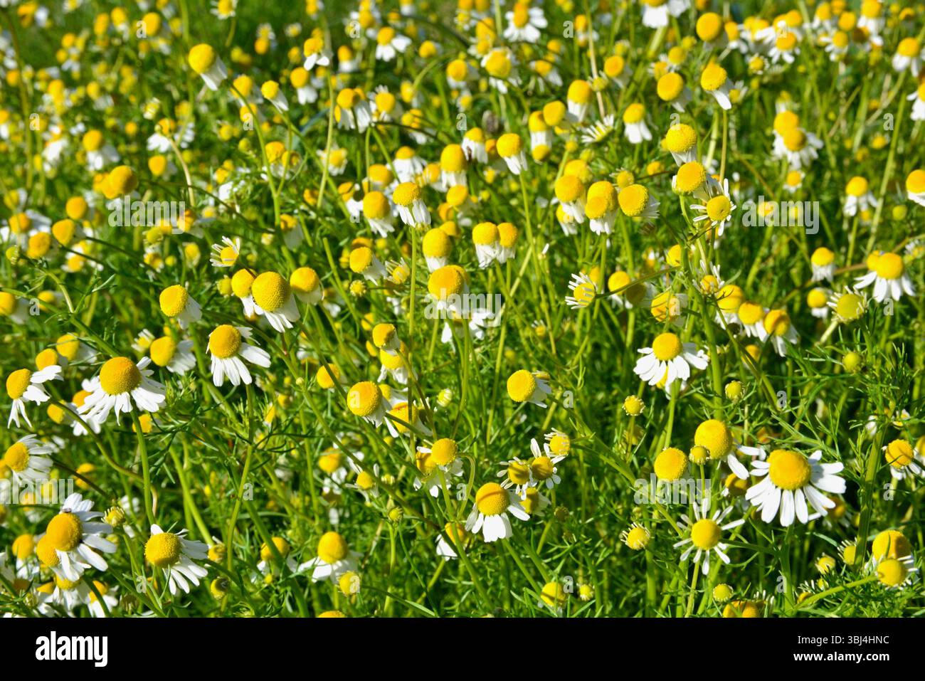 Fiori di camomilla prima cosa al mattino, prima che il sole si sia abbassato su di loro. La camomilla selvatica, Matricaria chamomilla, è un medicinale straordinario Foto Stock