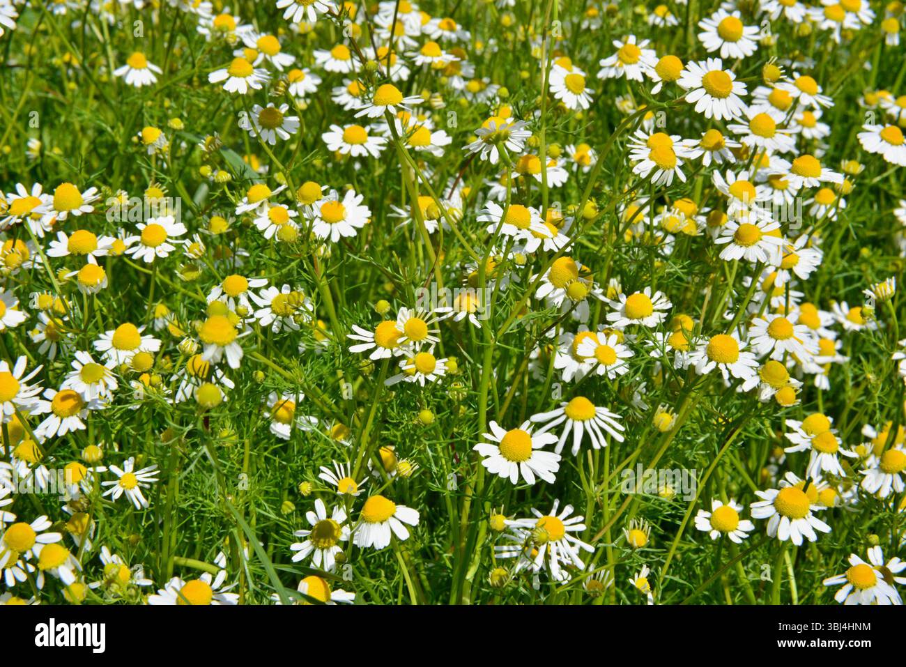La bellezza della camomilla fiorita in una mattina primaverile. La camomilla selvatica, Matricaria chamomilla, è una straordinaria pianta medicinale che cresce selvatica in ea Foto Stock