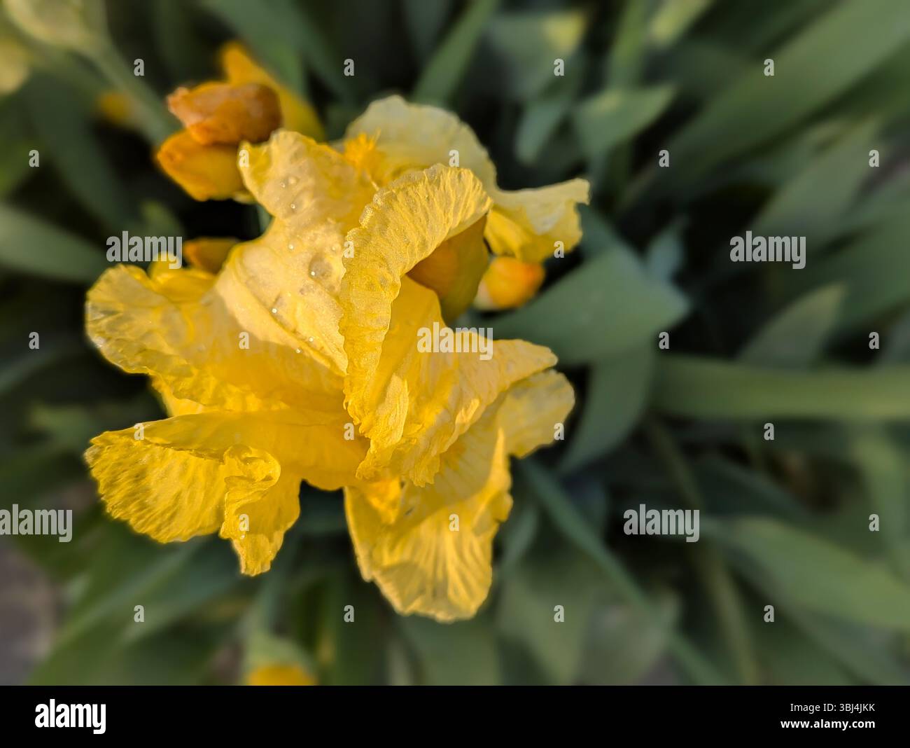Iris giallo con goccioline di pioggia Foto Stock