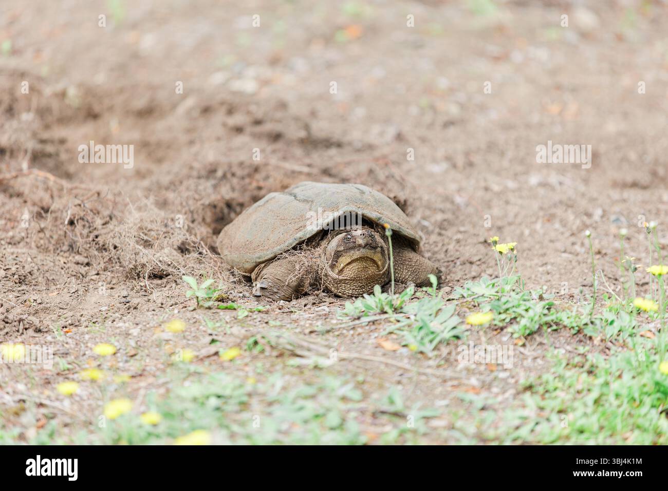 Avvistamento di tartarughe a Framingham, Massachusetts Foto Stock