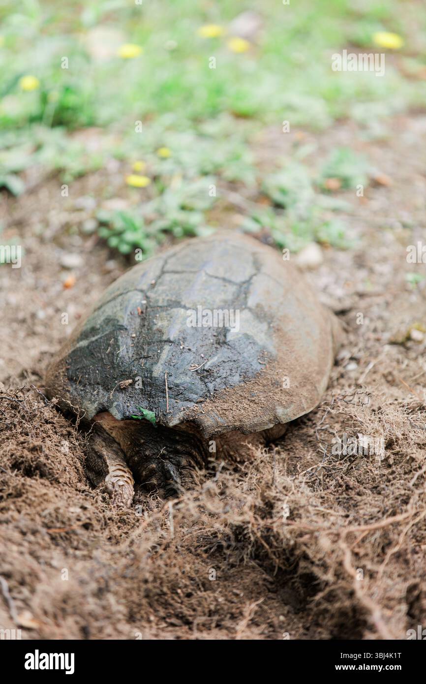 Guscio di tartaruga a scatto ricoperto di sporcizia mentre nidificato a Framingham, Massachusetts Foto Stock