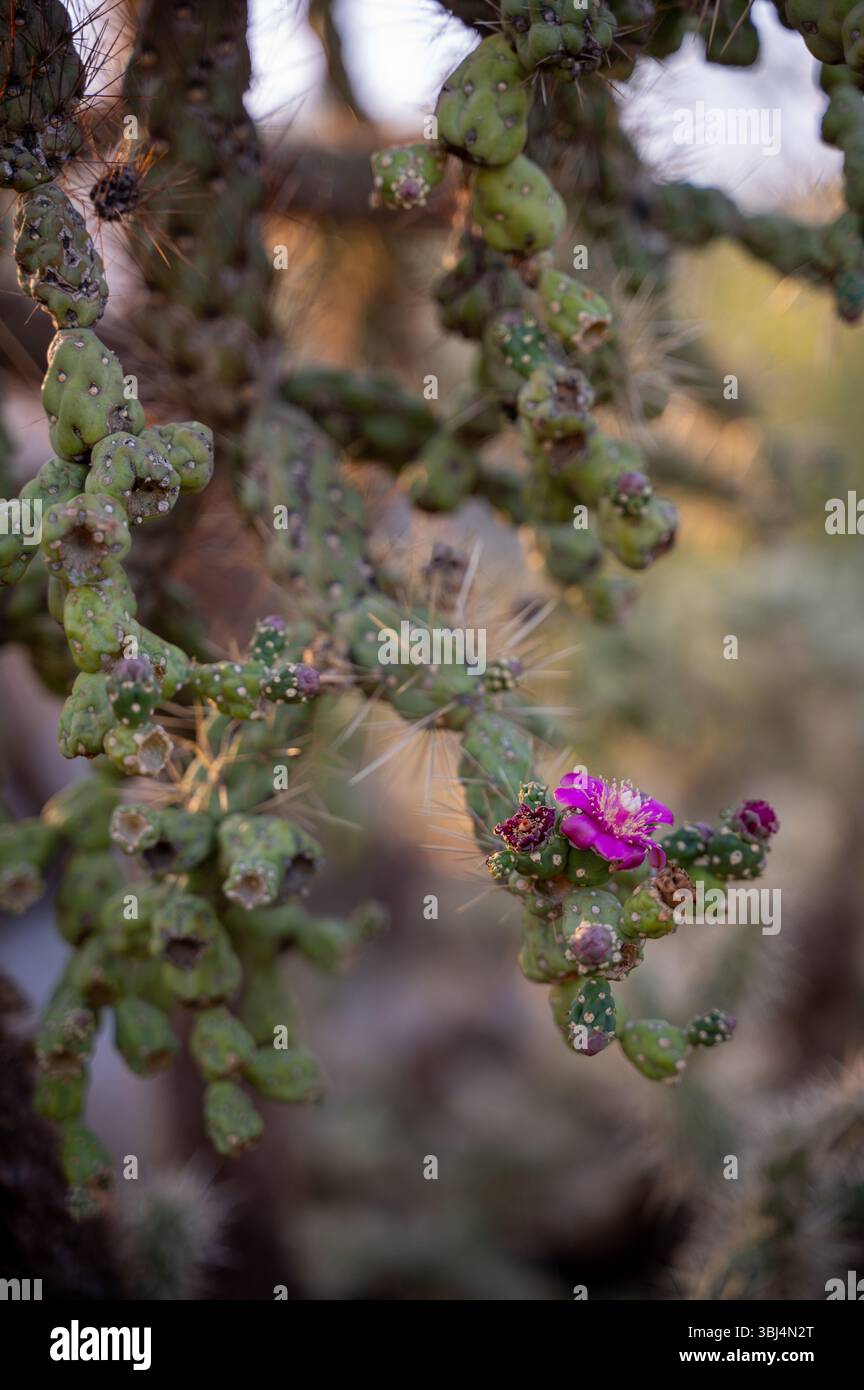 Fiore viola su un ramo Spiny Cactus Foto Stock