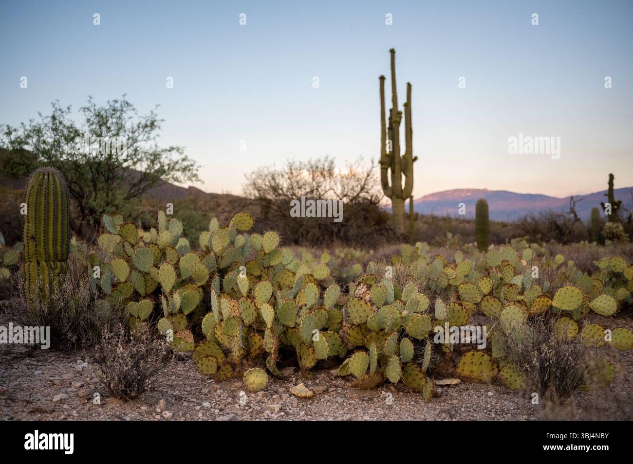 Varietà di cactus nel deserto sud-occidentale al tramonto con la montagna vi Foto Stock