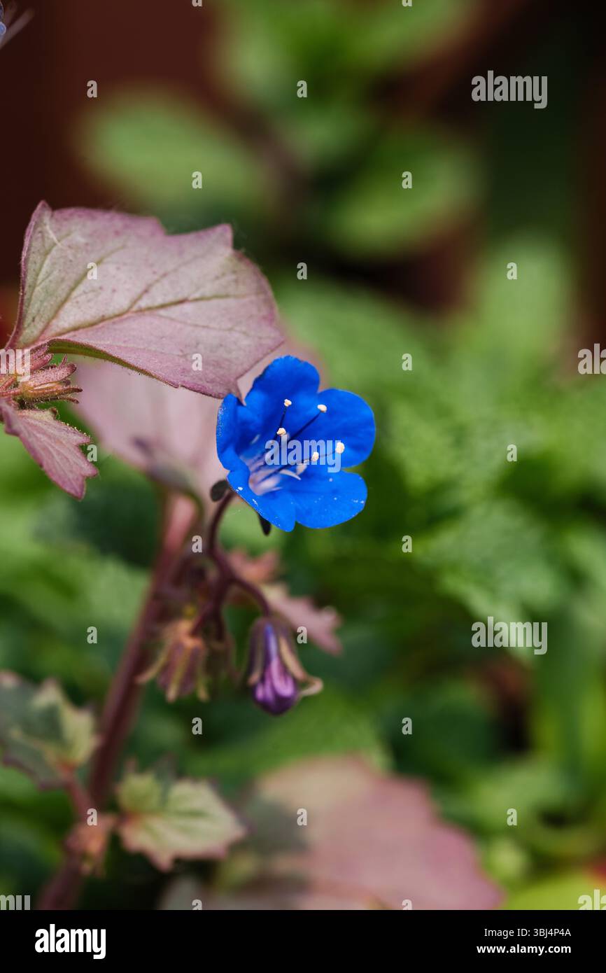 Delicati fiori selvatici blu alla luce di primavera Foto Stock