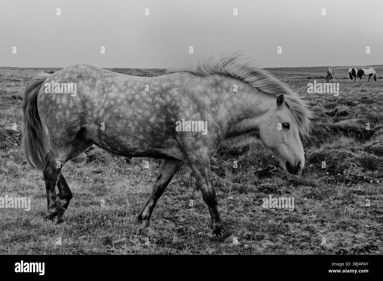 Cavallo in un campo in Islanda Foto Stock