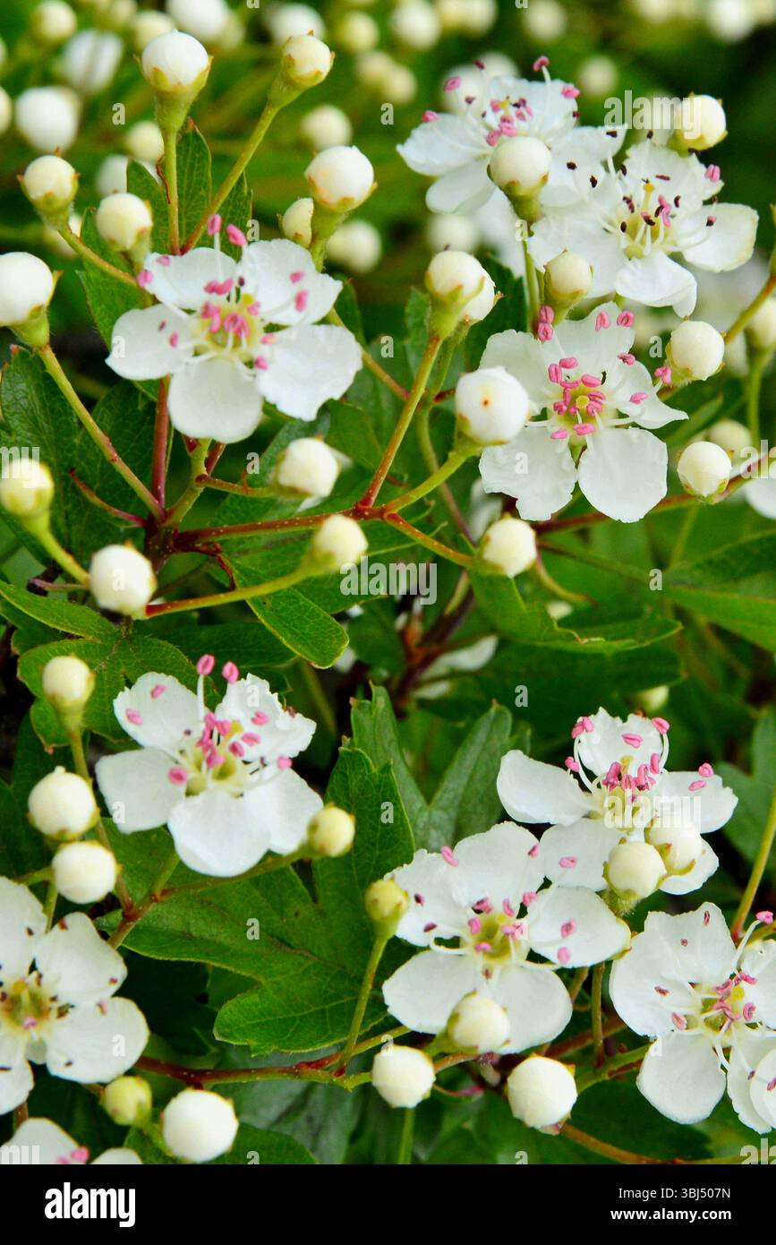 Attraenti fiori di Crataegus monogyna, una festa primaverile per gli impollinatori. L'arbusto biancospino è una straordinaria pianta medicinale Foto Stock