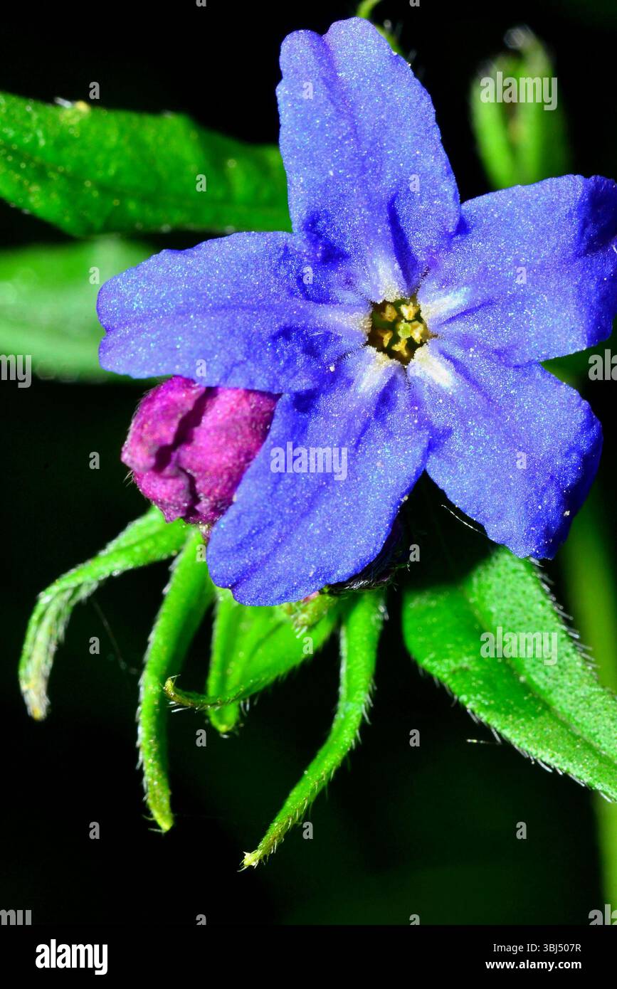 Fiori di Aegonychon purpurocaeruleum, un gioiello di erbe medicinali a portata di tutti. Passacavo viola Foto Stock