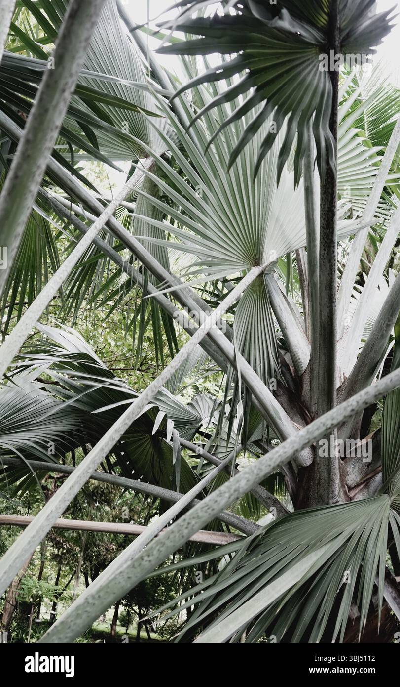 Una vera palma da foto organiche lascia piante tropicali neutre natura minimale sfondo texture astratta Foto Stock