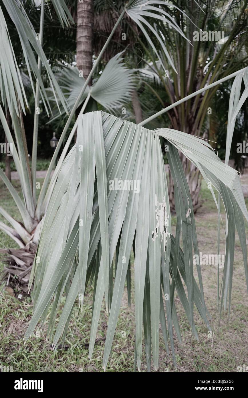 Vera fotografia biologica foglie tropicali di palma verde all'aperto, sfondo boho floreale verticale Foto Stock