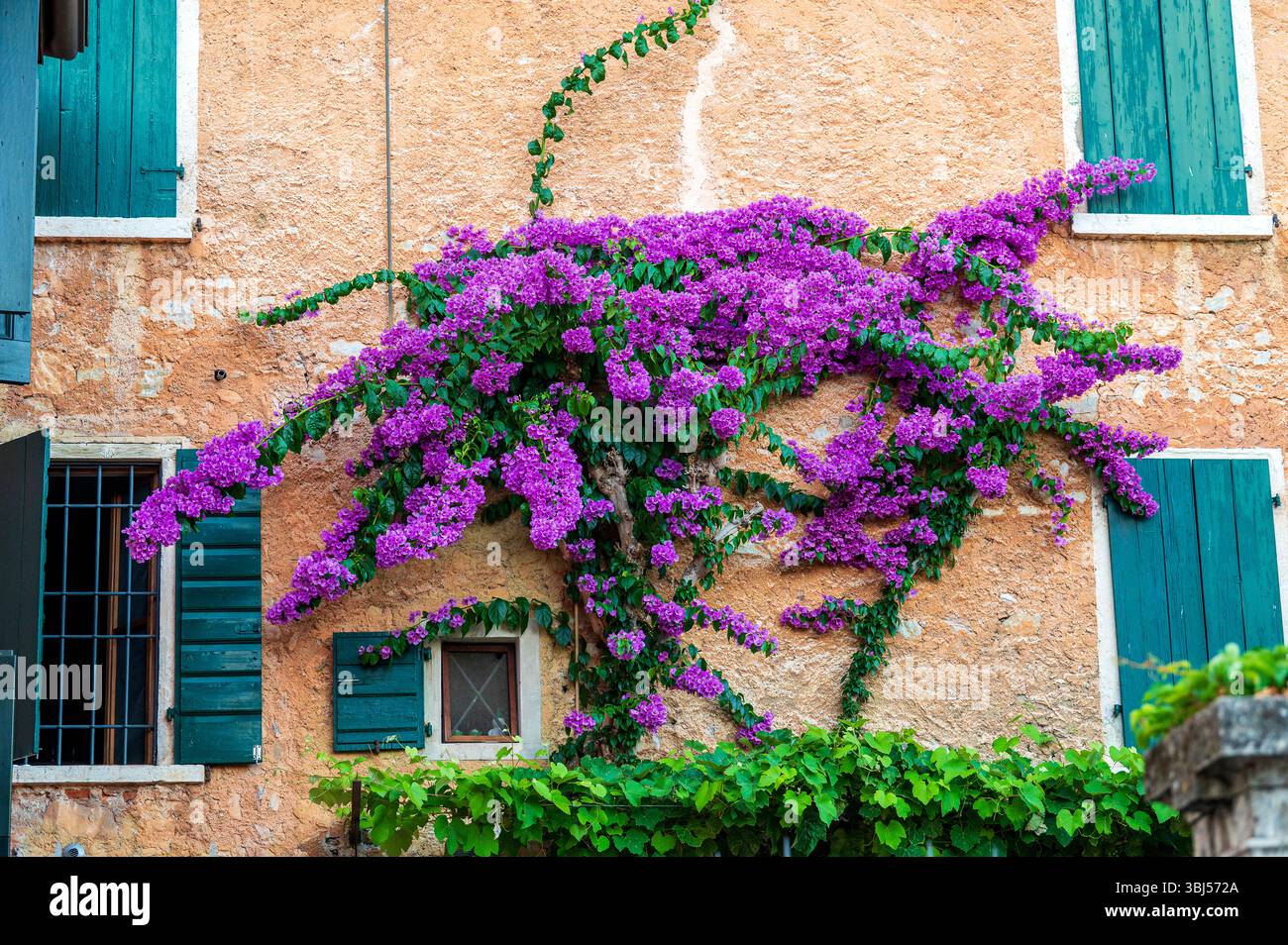 Un edificio italiano di strada è adornato da una vibrante pianta viola che sale sulle sue pareti, aggiungendo colore e fascino all'architettura rustica. Foto Stock