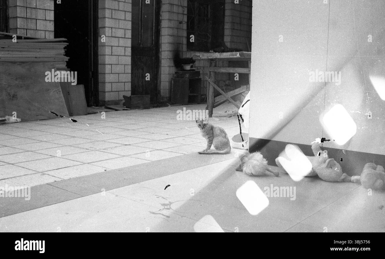 Gattino randagio su pavimento piastrellato vuoto all'interno del sito di ristrutturazione, foto in bianco e nero Foto Stock