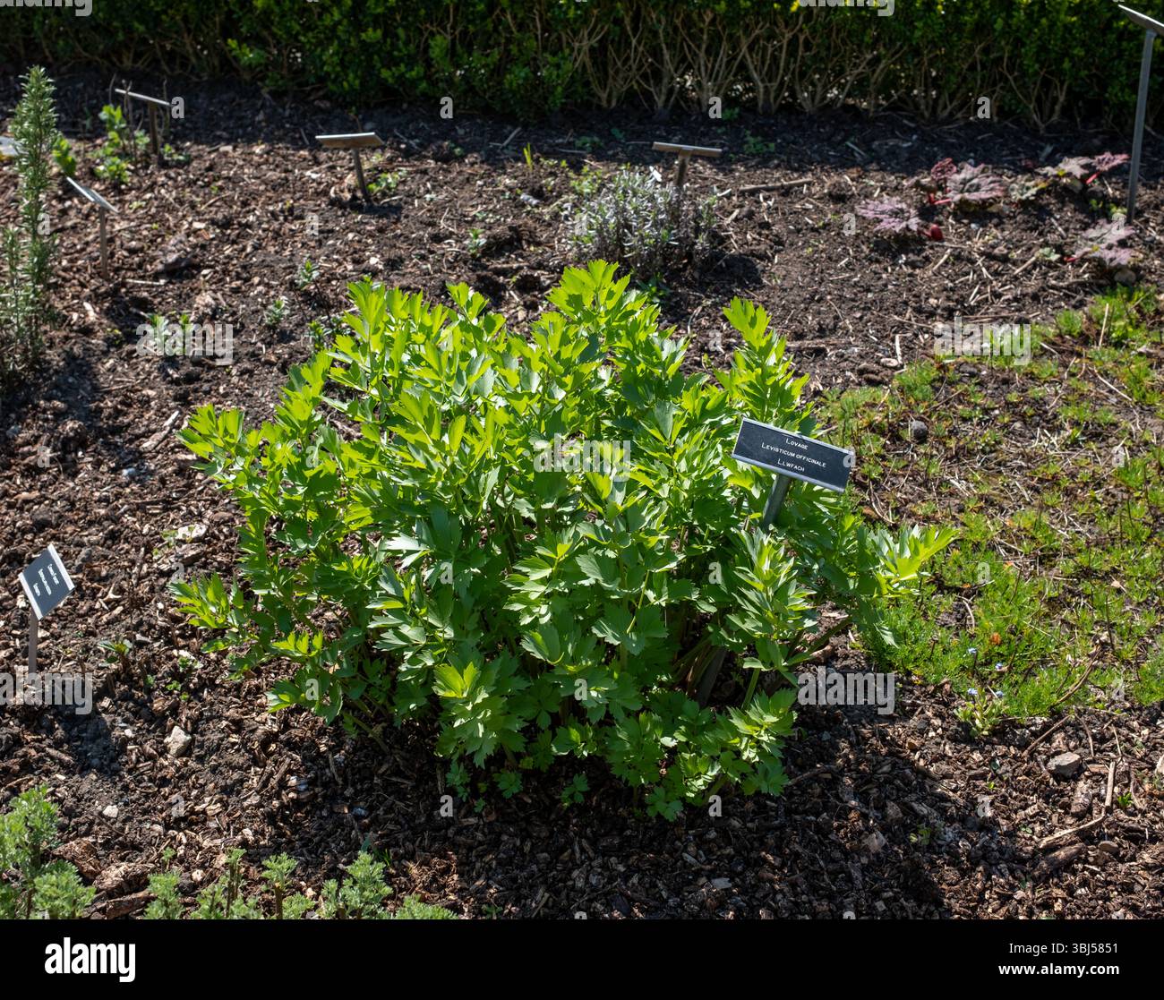 Lovage cresce nel Physic Garden di Cowbridge a Glamorgan Galles del Sud Regno Unito Foto Stock