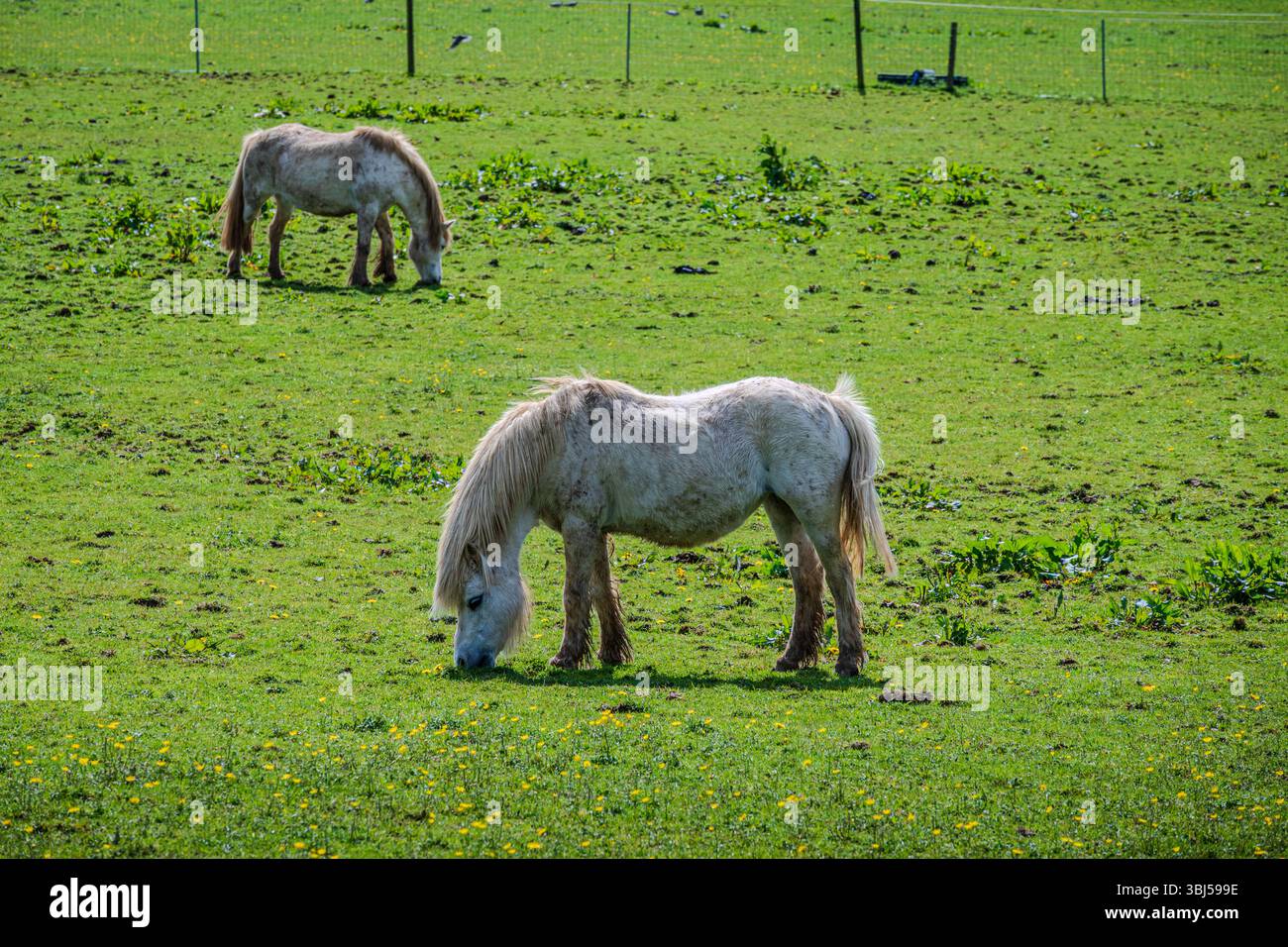 Un paio di maestosi cavalli a tamburo pascolano pacificamente su lussureggiante erba primaverile sotto il caldo cielo di maggio Foto Stock